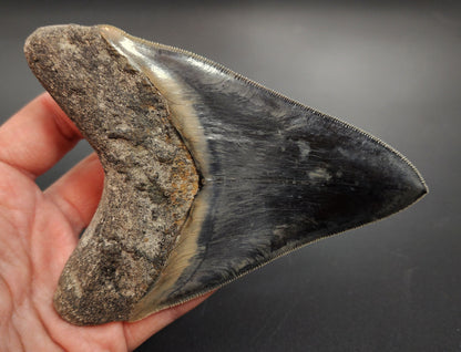 5.04 inch Megalodon shark tooth – macro image of serrated edge and enamel color variation