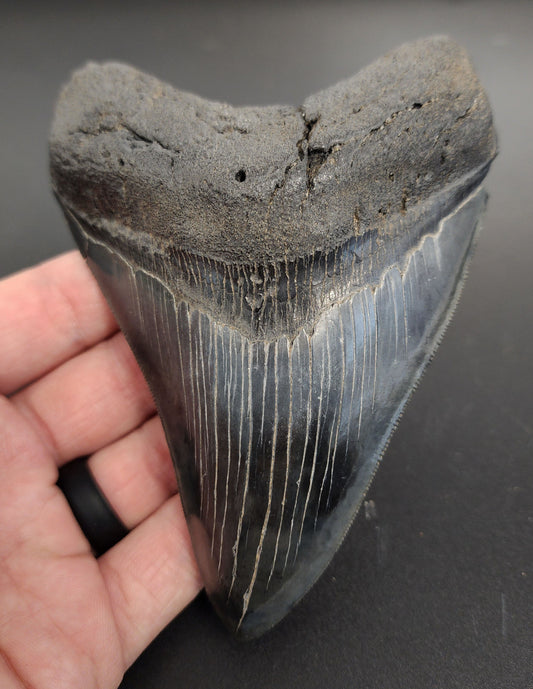 5.10 inch Megalodon tooth from South Carolina – front view showcasing broad triangular crown, well-defined serrations, and enamel sheen