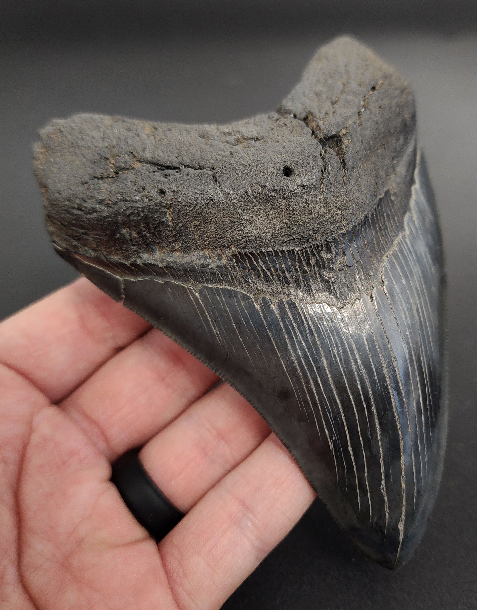 High‑Quality 5.10 inch Megalodon tooth – angled profile highlighting bourrelet detail, root structure, and natural enamel coloration