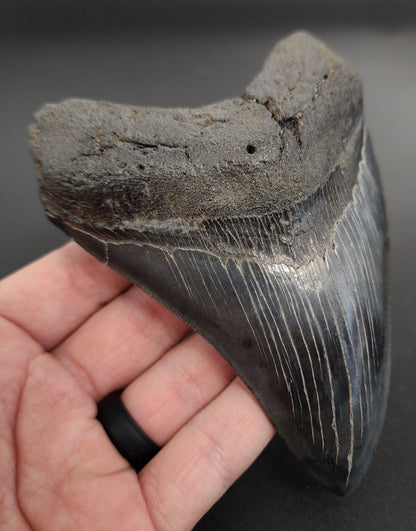 High‑Quality 5.10 inch Megalodon tooth – angled profile highlighting bourrelet detail, root structure, and natural enamel coloration