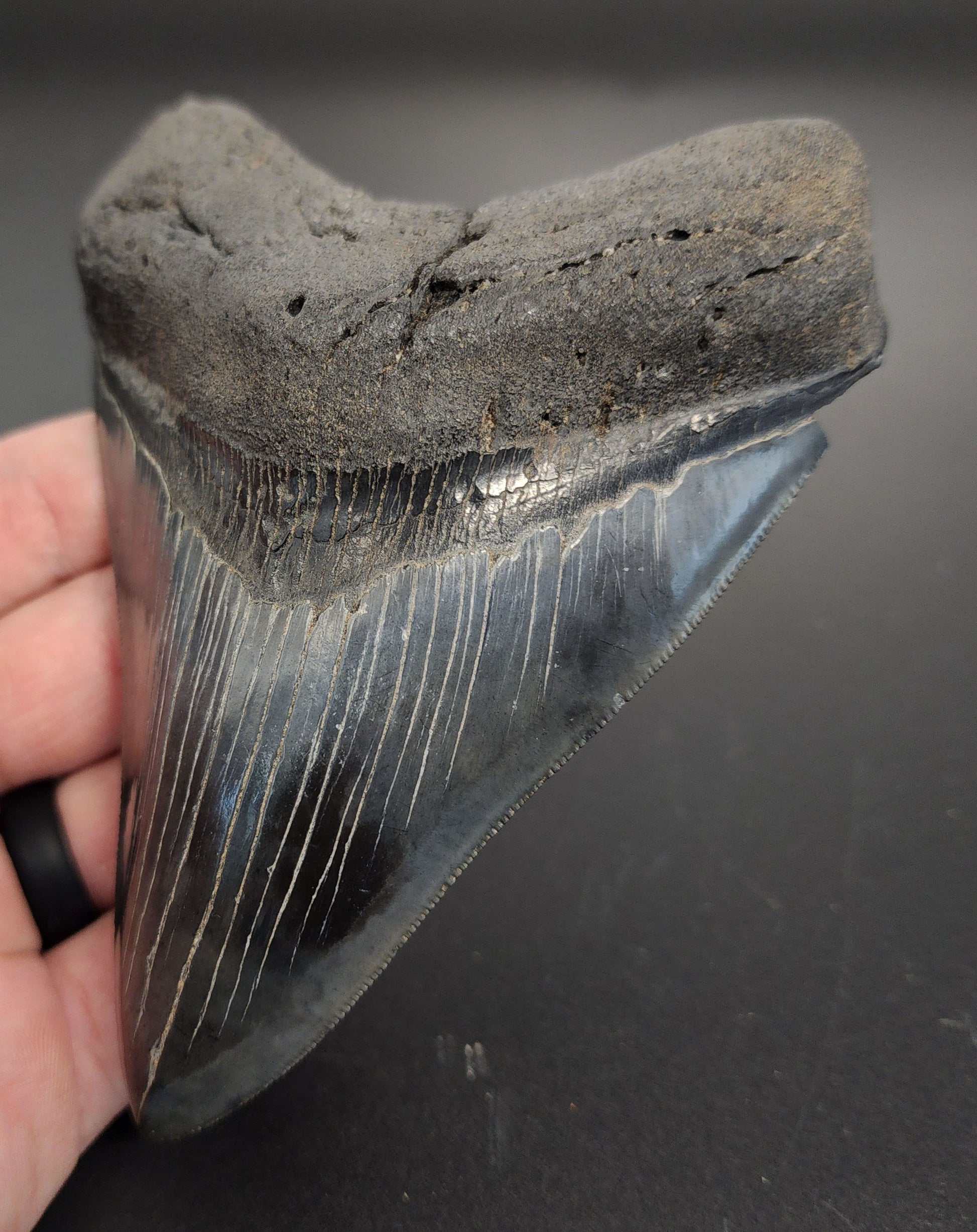 Close-up of 5.10 inch South Carolina Megalodon tooth showing serration edge, enamel texture, and tip wear