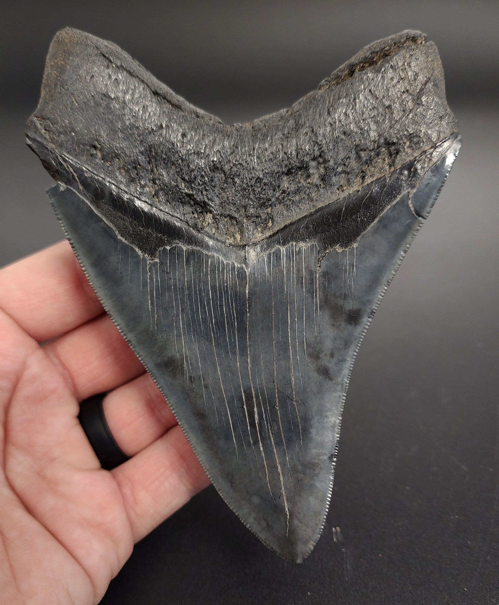 Collector‑grade Megalodon tooth from South Carolina – macro view showing blade thickness, root base, and coloration gradient