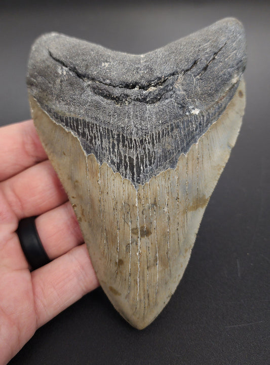 5.11 inch Megalodon tooth “Meg‑Ledge” – front view showcasing sharp serrations, enamel gloss, and intact bourrelet detail