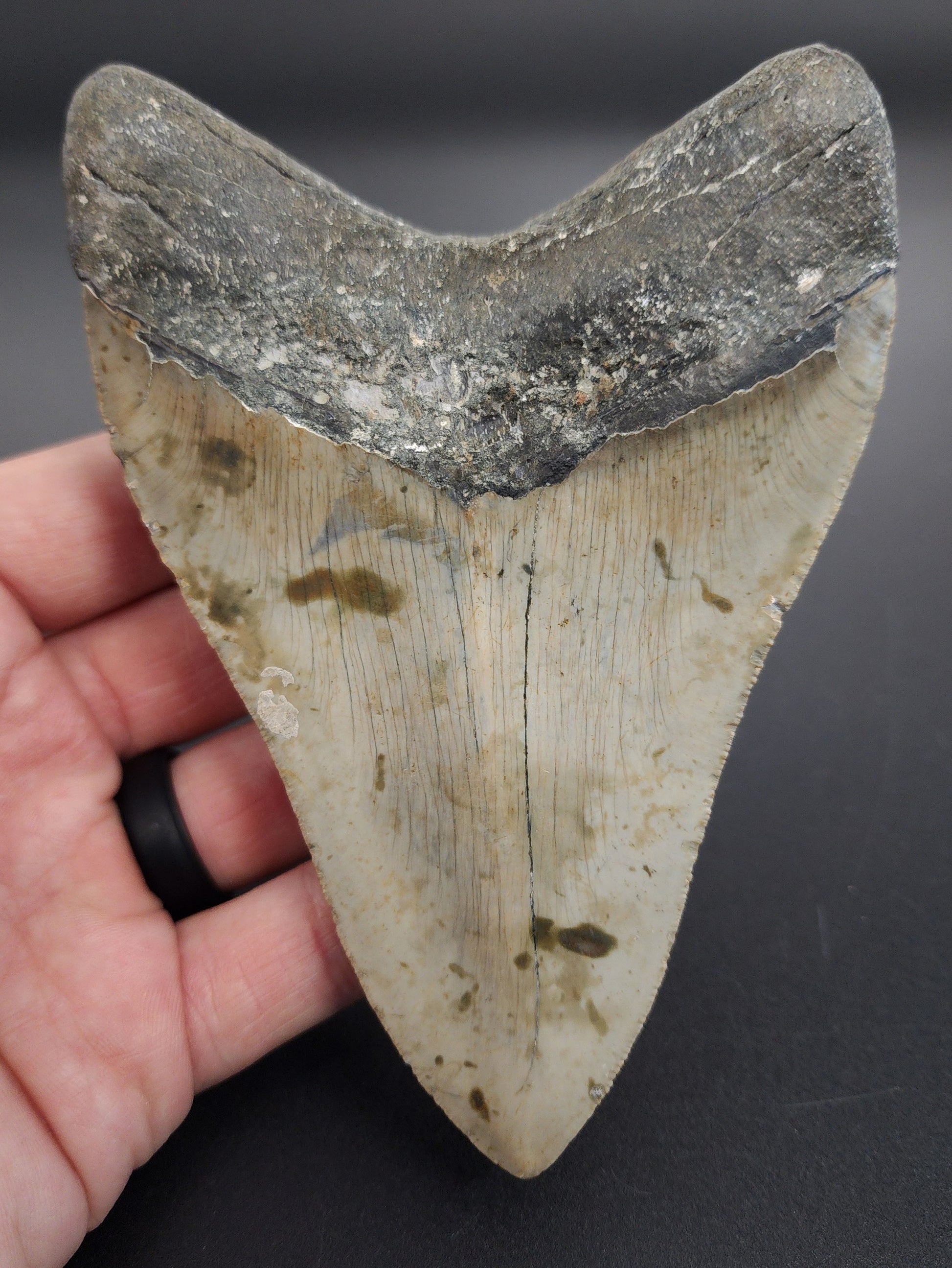 Authentic 5.11 inch Megalodon tooth “Meg‑Ledge” – angled profile highlighting root structure, blade curvature, and natural coloration