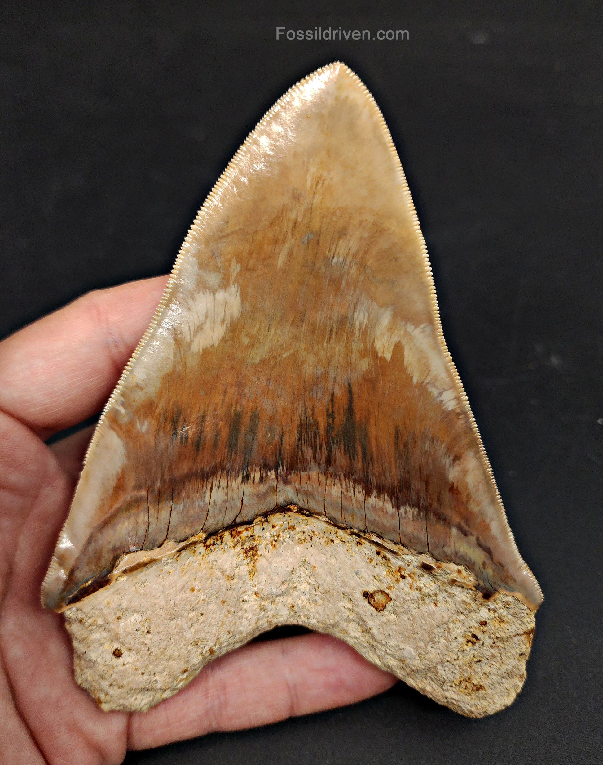 Side profile of 5.15″ megalodon tooth fossil (Java, Indonesia)