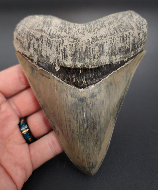 5.15 inch fossil Megalodon tooth from Indonesia – full front view showing sharp serrations and glossy dark enamel