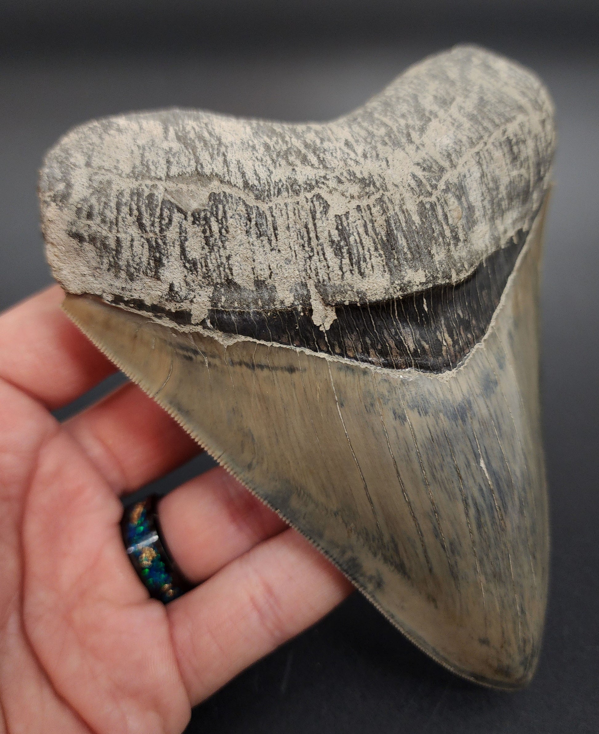 High‑quality 5.15 inch Megalodon tooth – rear view highlighting well-preserved bourrelet and root detail