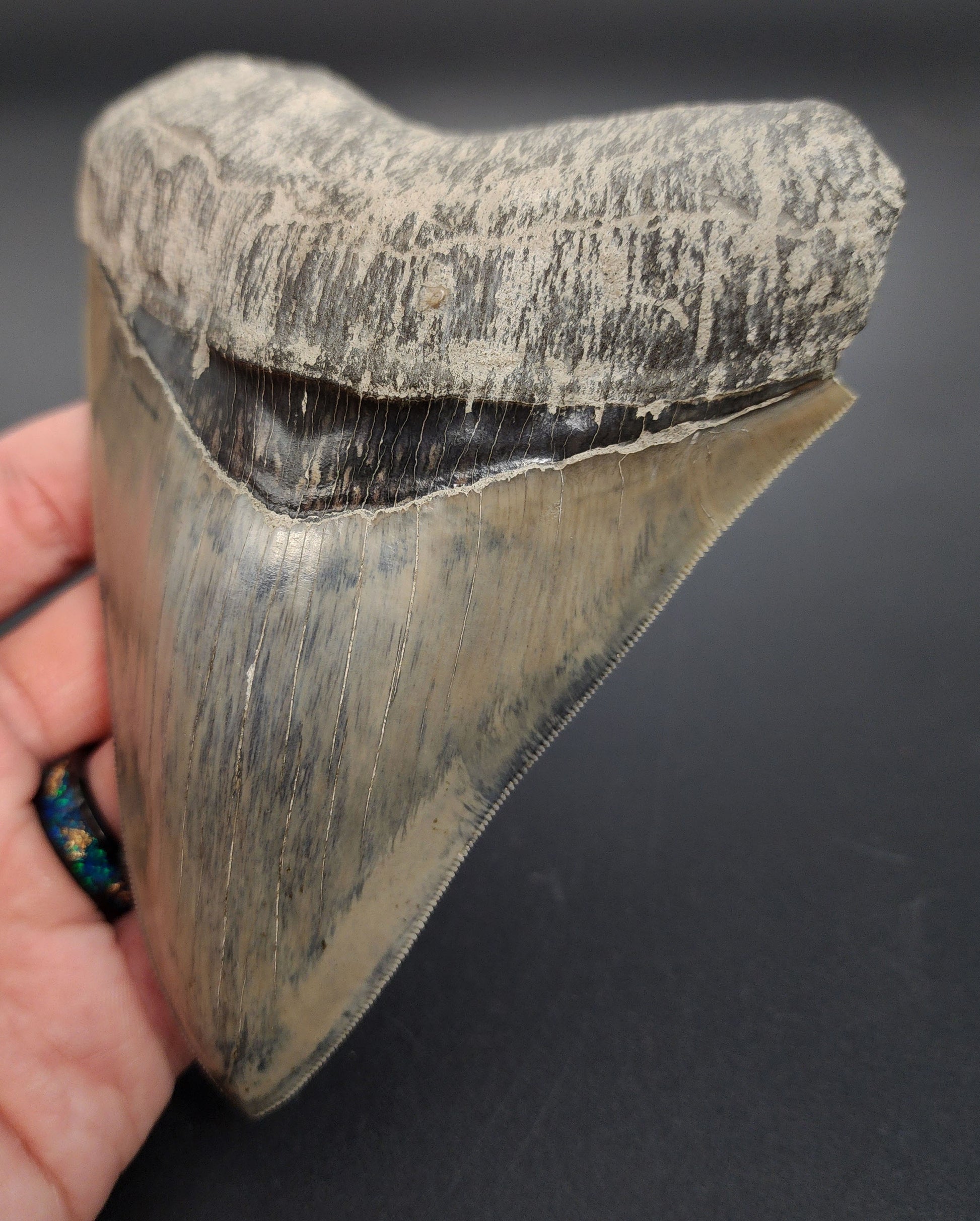 5.15 inch Indonesian Megalodon tooth fossil – close‑up showing pointed tip, enamel texture, and coloration