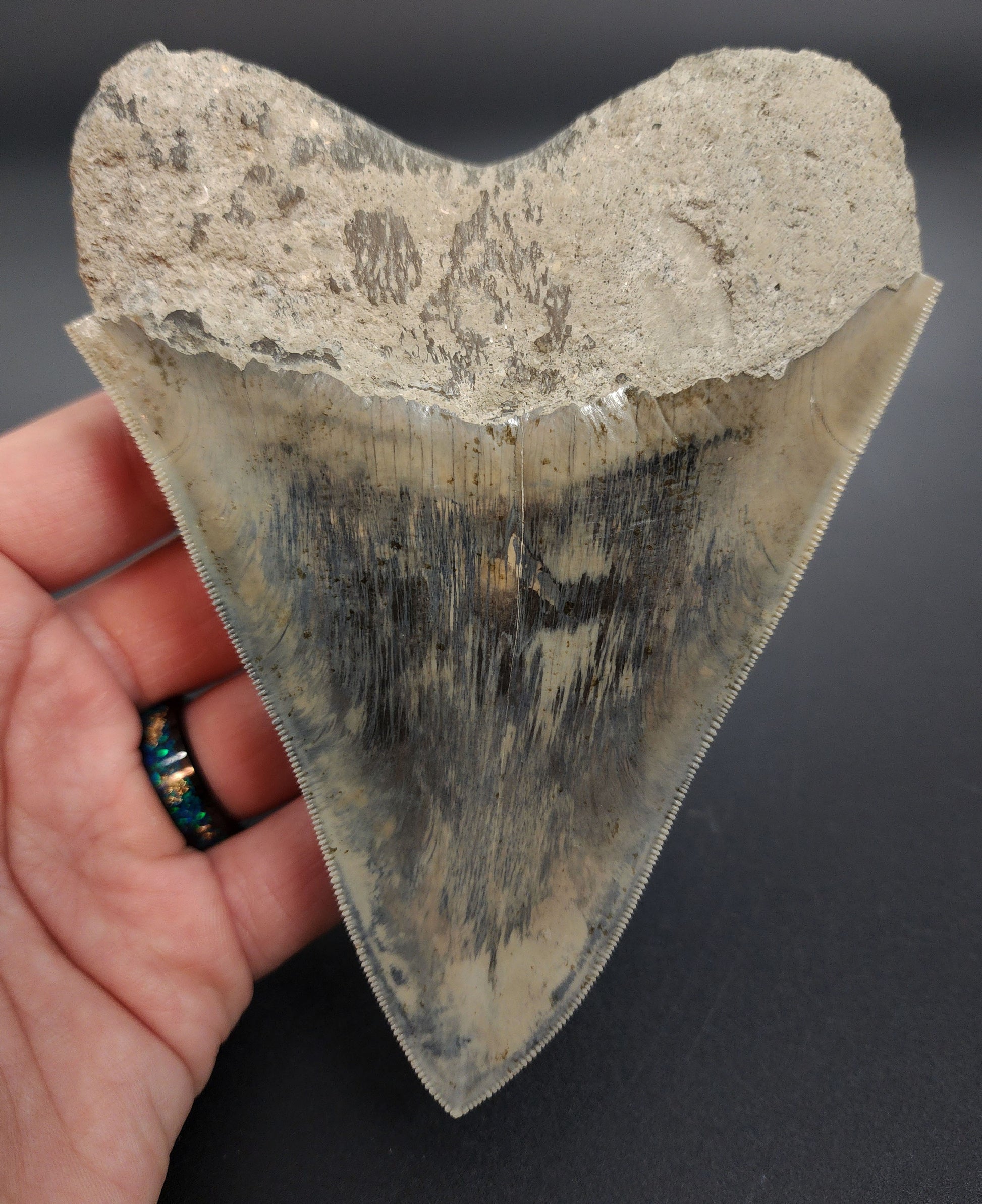 Authentic 5.15 inch Megalodon tooth – angled shot emphasizing blade thickness, serration clarity, and root scalloping