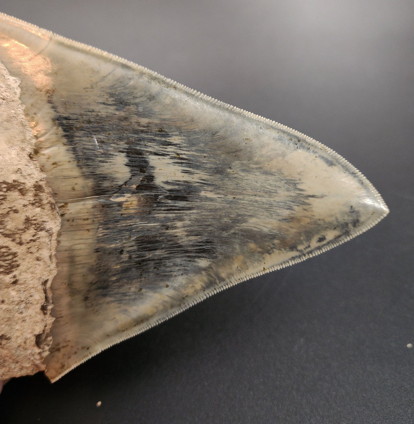 Megalodon fossil tooth from Indonesia – macro detail of serrated edge, enamel gloss, and natural wear patterns