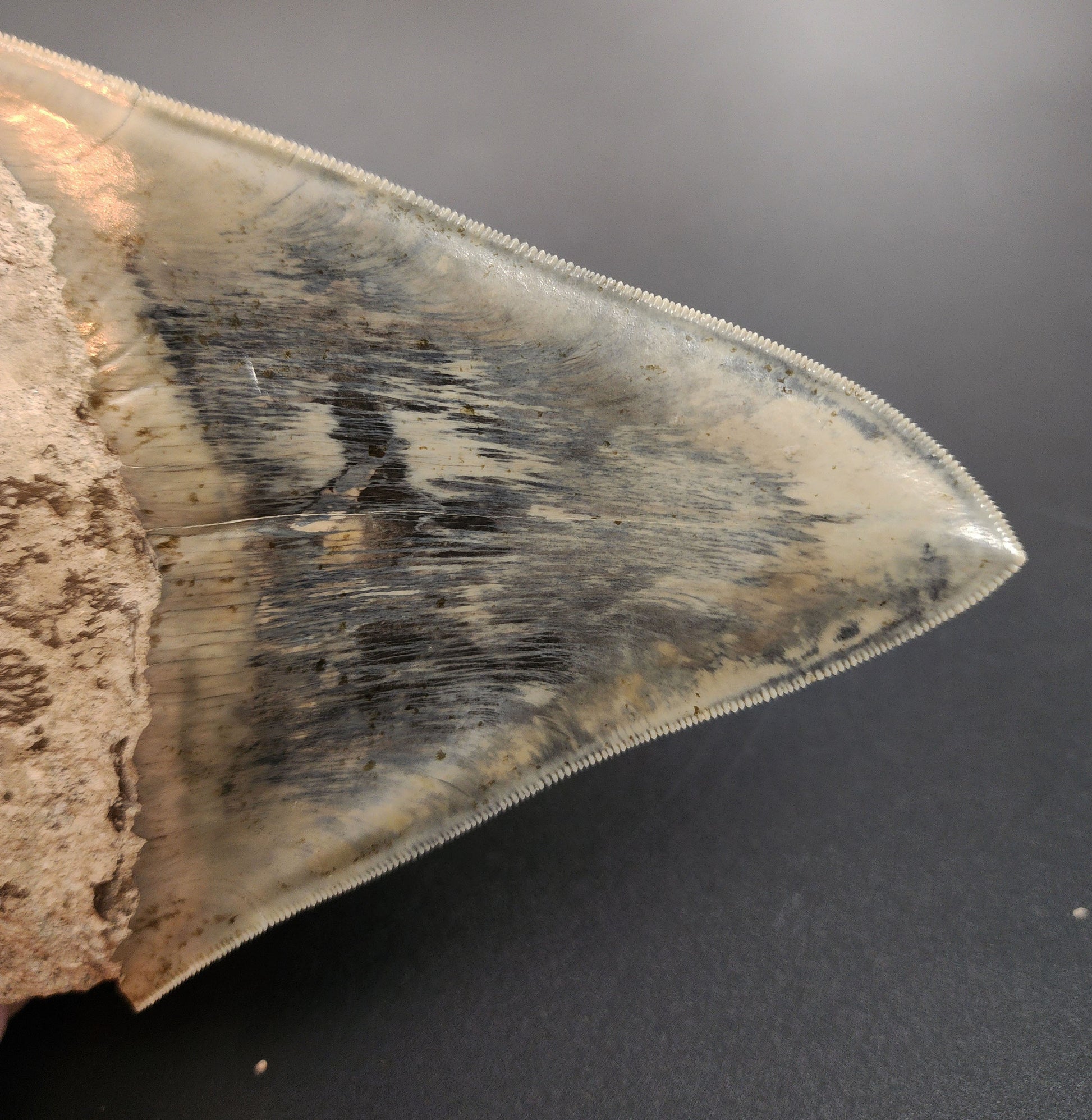 Megalodon fossil tooth from Indonesia – macro detail of serrated edge, enamel gloss, and natural wear patterns