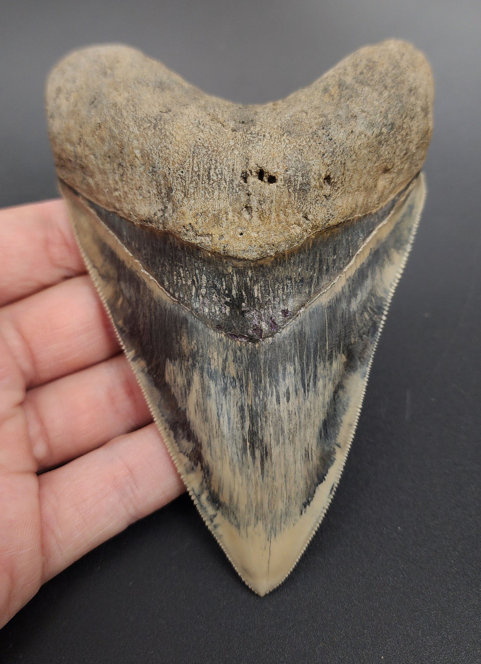 5.17 inch fossil Megalodon tooth from Indonesia – full front view showing deep serrations and dark enamel