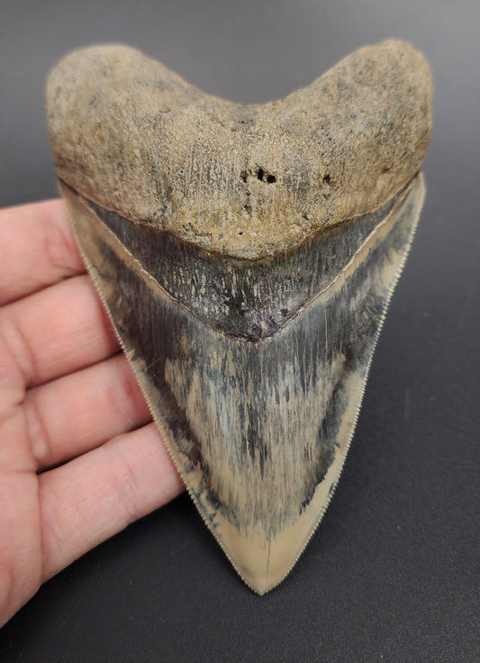 5.17 inch fossil Megalodon tooth from Indonesia – full front view showing deep serrations and dark enamel