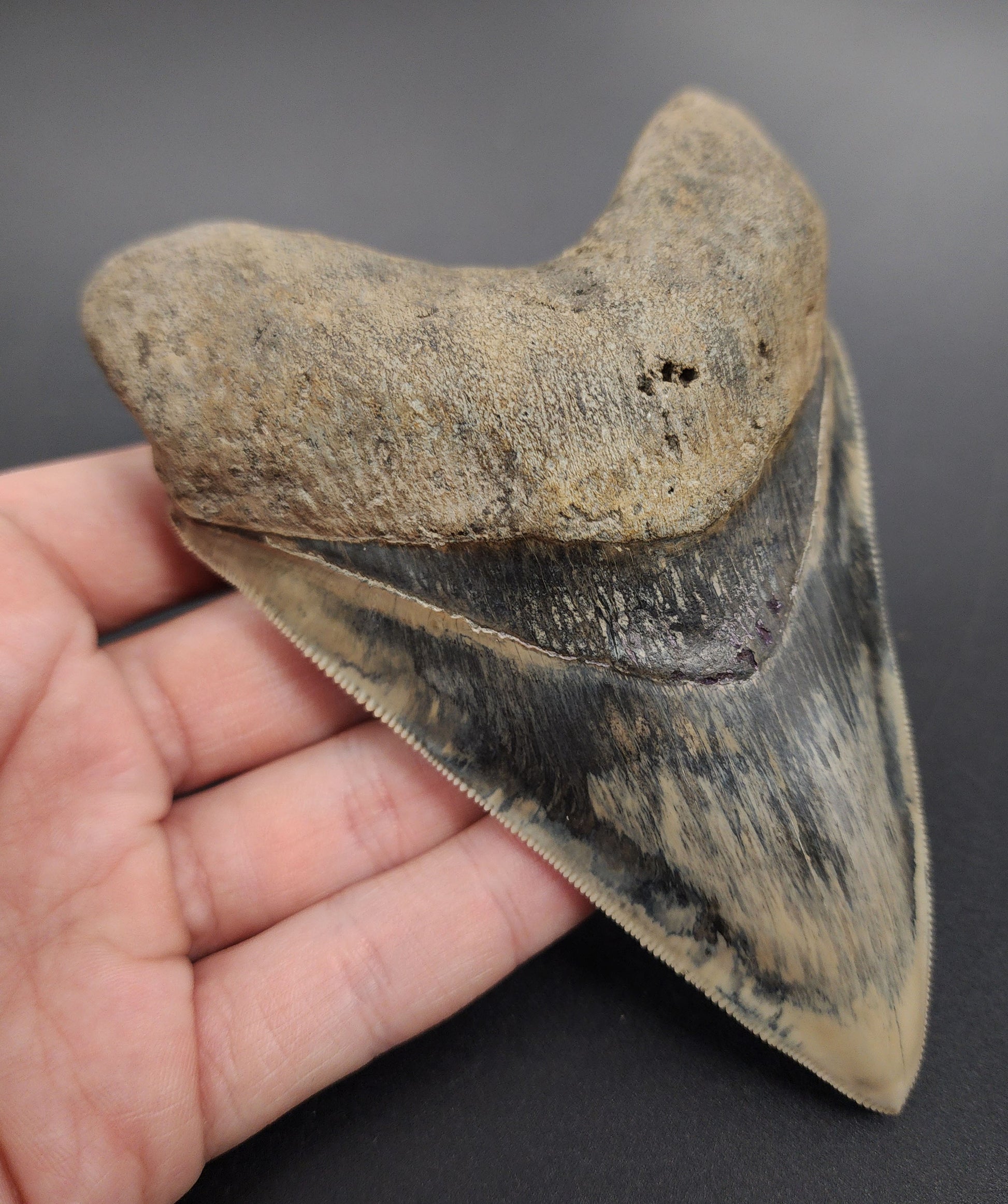 Collector‑quality 5.17 inch Megalodon tooth – rear view highlighting bourrelet and intact root
