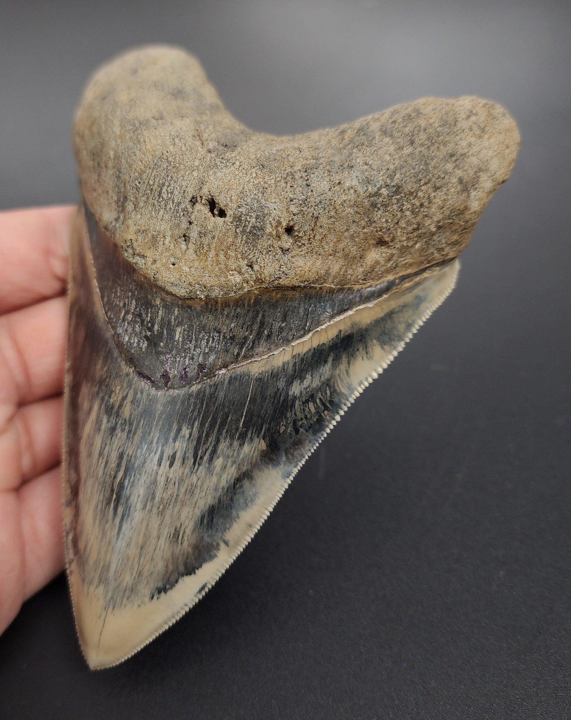 5.17 inch Indonesian Megalodon tooth fossil – close‑up of serration edge, enamel texture, and glossy finish