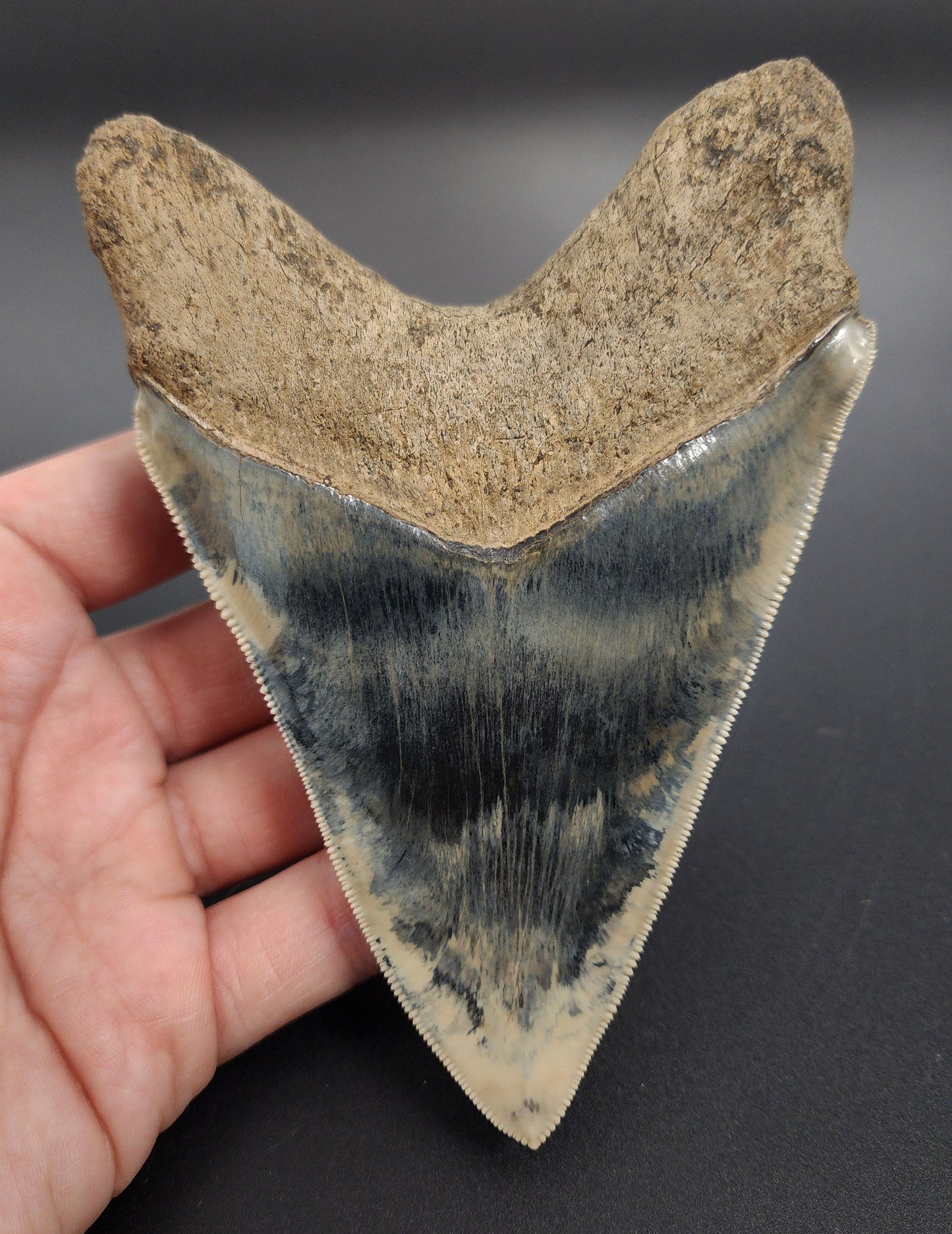 Authentic 5.17 inch Megalodon tooth – angled shot emphasizing blade thickness, root contours, and color variation