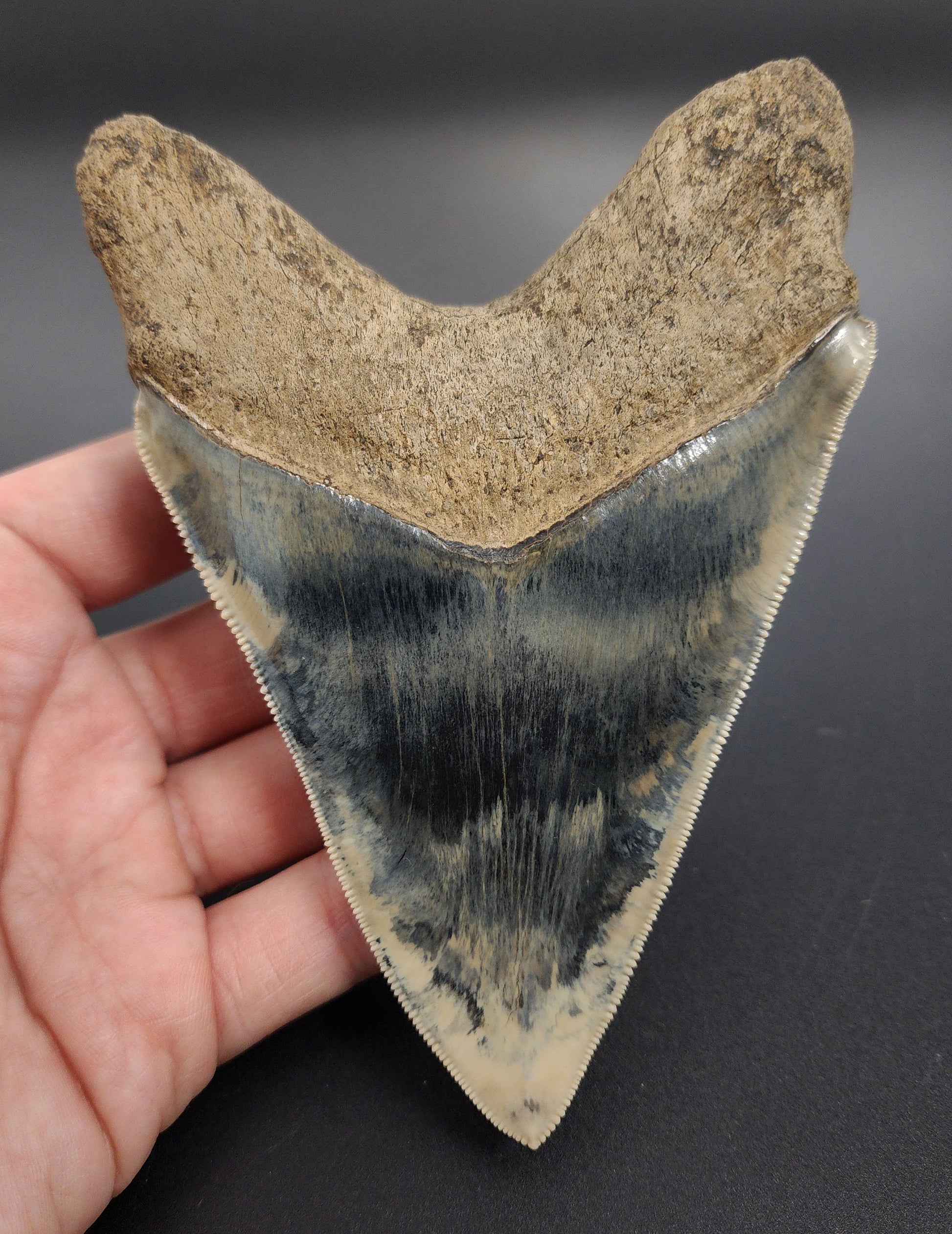 Authentic 5.17 inch Megalodon tooth – angled shot emphasizing blade thickness, root contours, and color variation