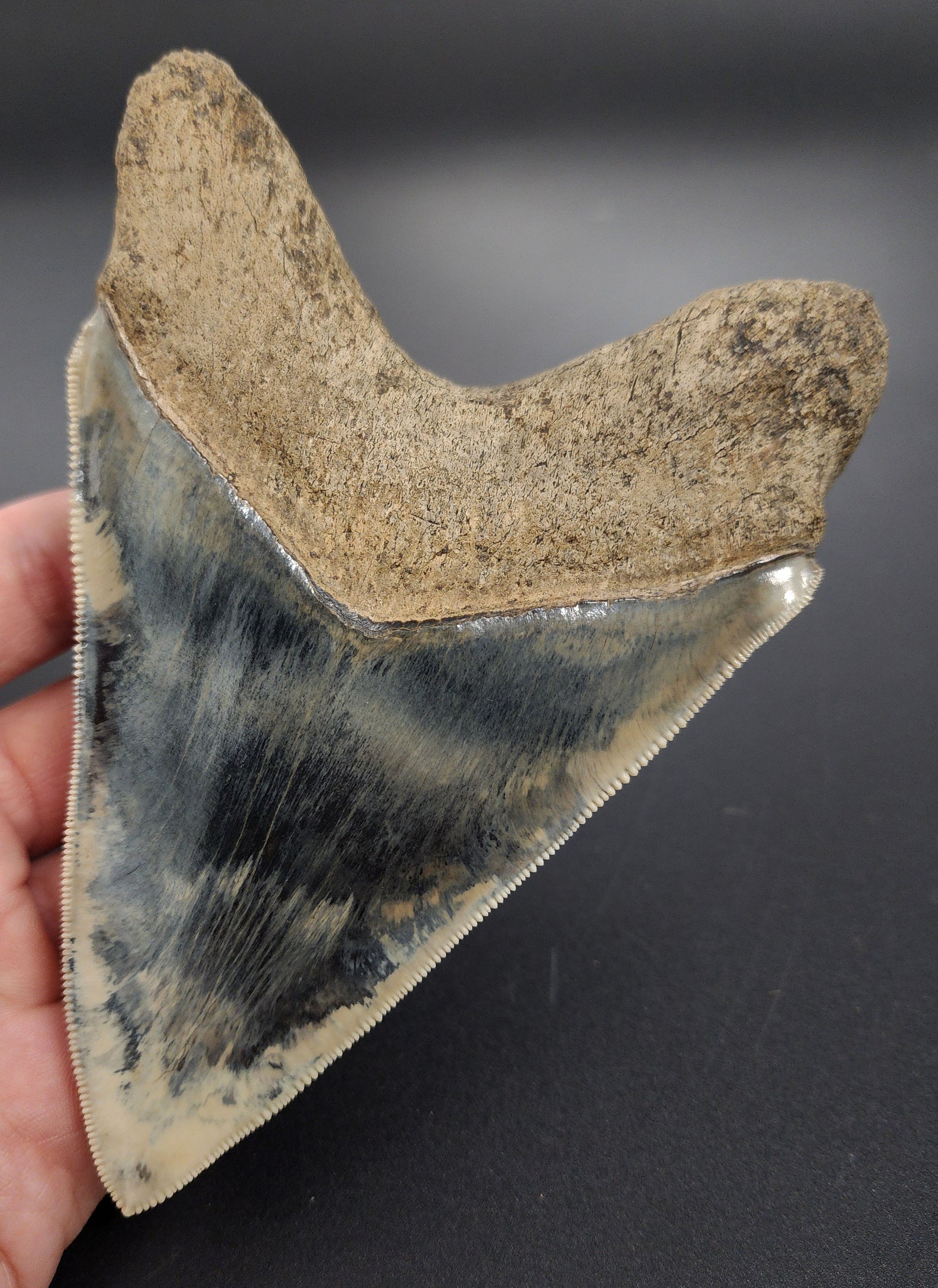 Megalodon fossil tooth from Indonesia – side view showing curvature, serration profile, and wear patterns
