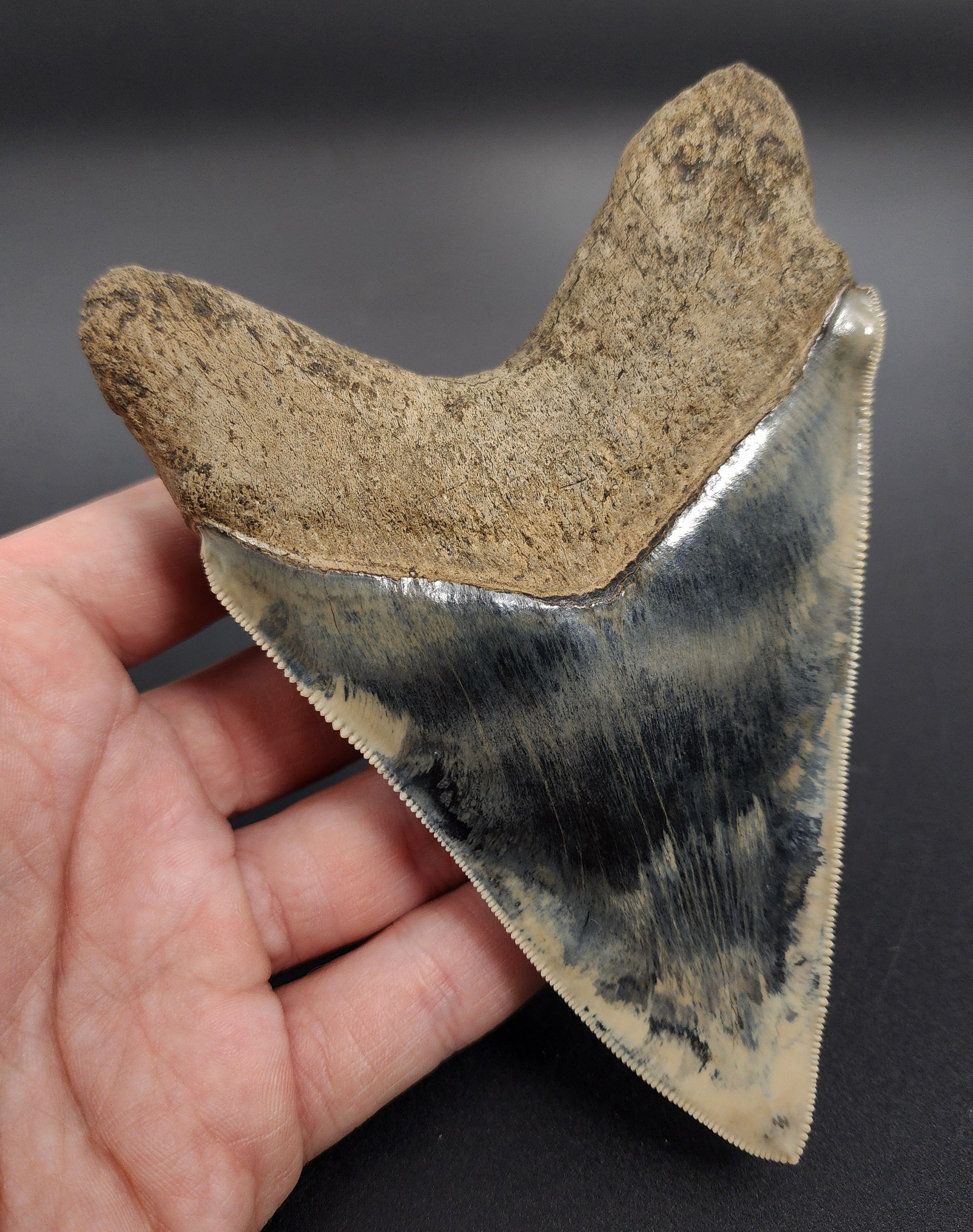 Macro image of 5.17 inch Megalodon tooth – detailed serration tip, enamel gloss, and natural chips