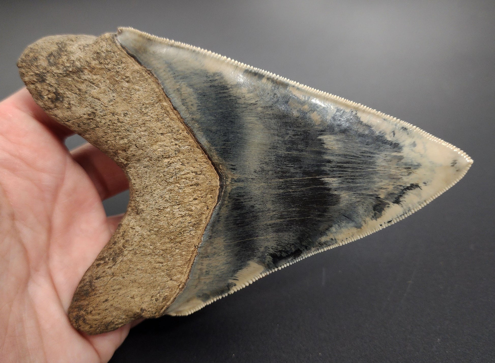 Collector‑grade 5.17 inch Megalodon tooth – profile view illustrating root base, bourrelet detail, and enamel gradient