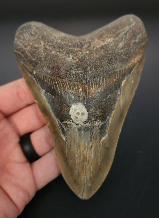 5.19 inch fossil Megalodon tooth “Meg‑Ledge” – front view highlighting sharp serrations and glossy enamel finish