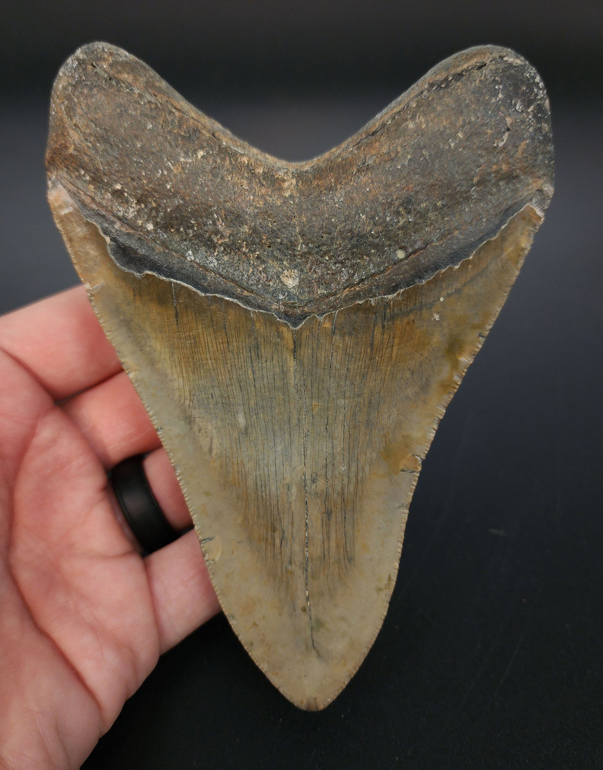 Authentic 5.19 inch Megalodon tooth “Meg‑Ledge” – close‑up showing serration detail, bourrelet, and root structure
