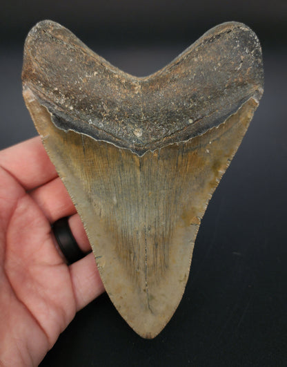 Authentic 5.19 inch Megalodon tooth “Meg‑Ledge” – close‑up showing serration detail, bourrelet, and root structure