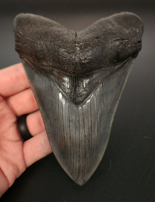 5.30 inch fossil Megalodon tooth from Georgia – full front view showcasing sharp serrations and smooth enamel