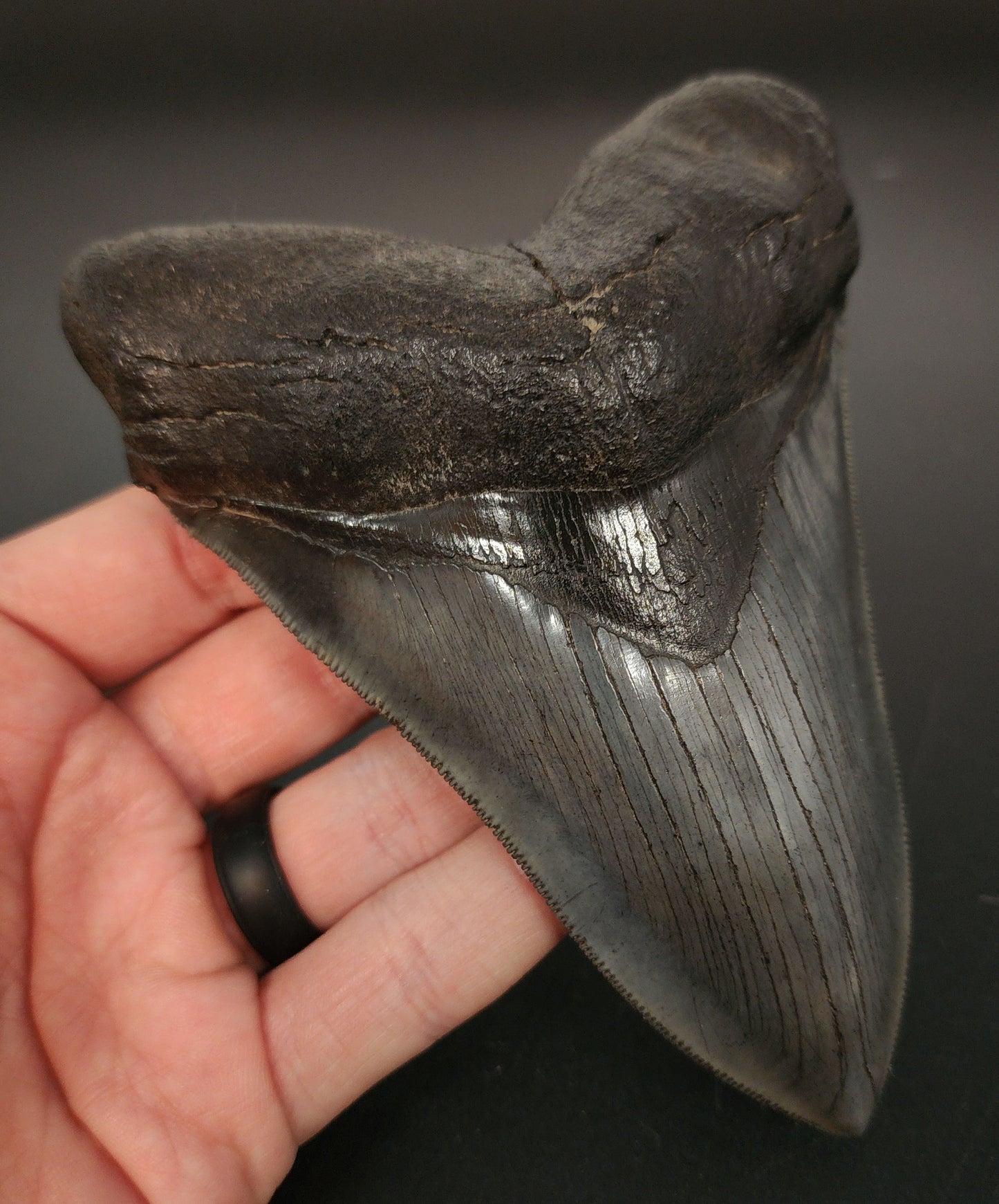 Collector‑quality 5.30 inch Megalodon tooth – side angle highlighting bourrelet and root structure details