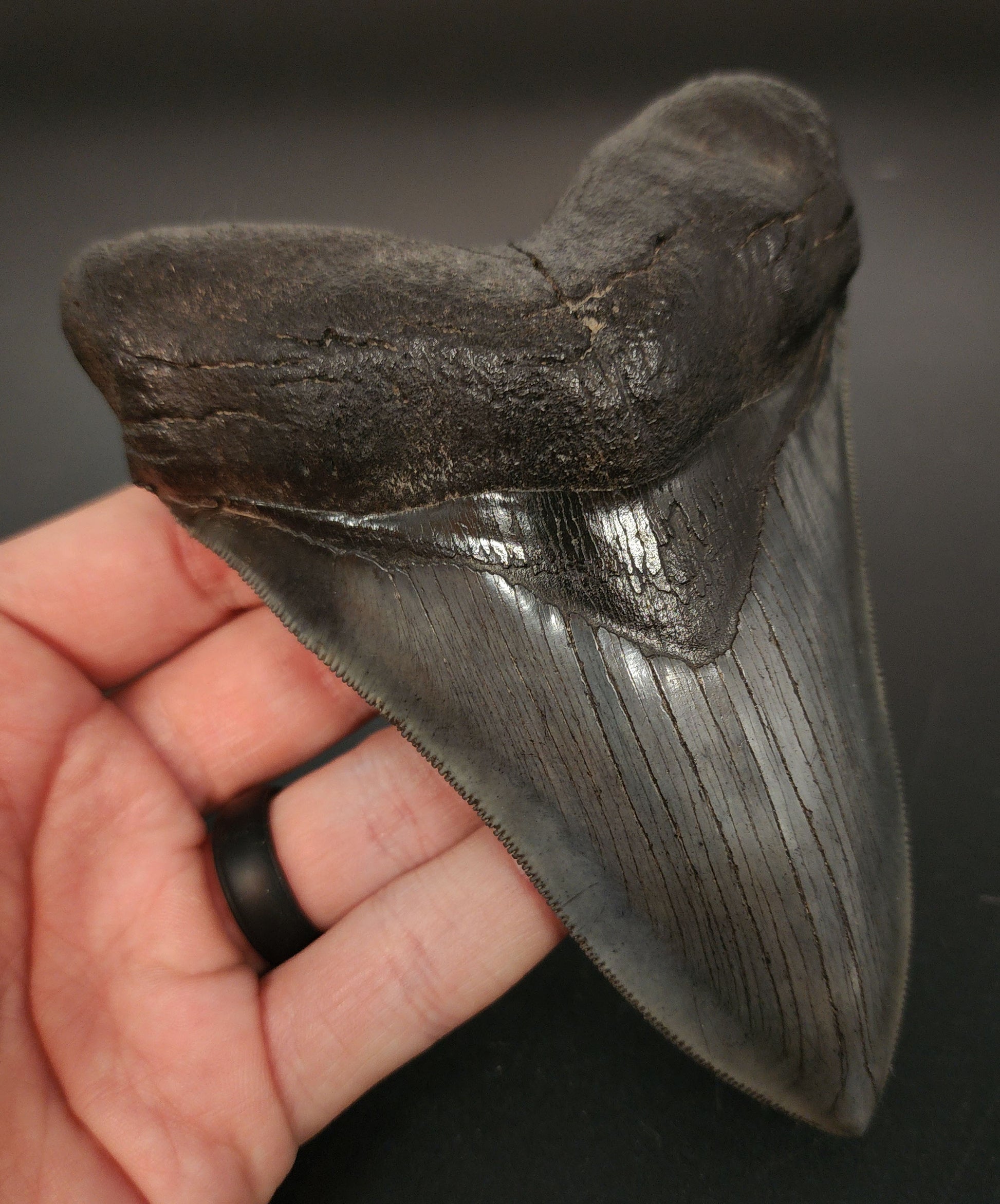 Collector‑quality 5.30 inch Megalodon tooth – side angle highlighting bourrelet and root structure details