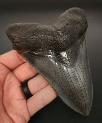 Collector‑quality 5.30 inch Megalodon tooth – side angle highlighting bourrelet and root structure details