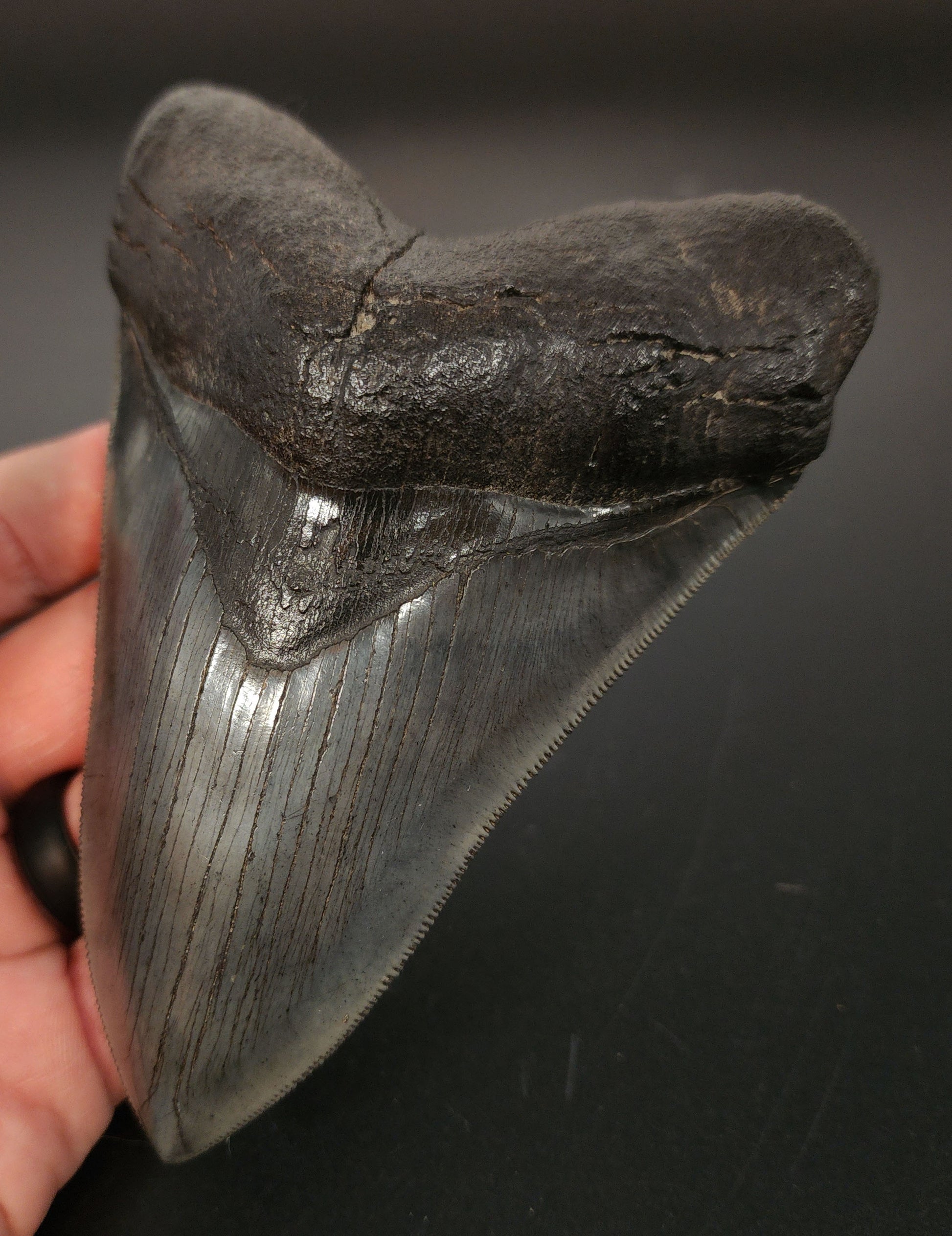 5.30 inch Megalodon tooth fossil – close‑up of serrated edge, tip wear, and enamel texture
