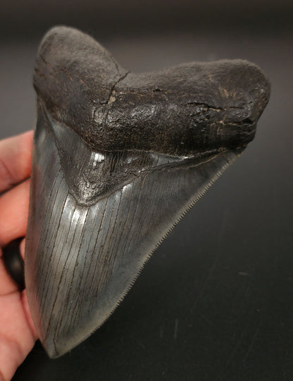 5.30 inch Megalodon tooth fossil – close‑up of serrated edge, tip wear, and enamel texture