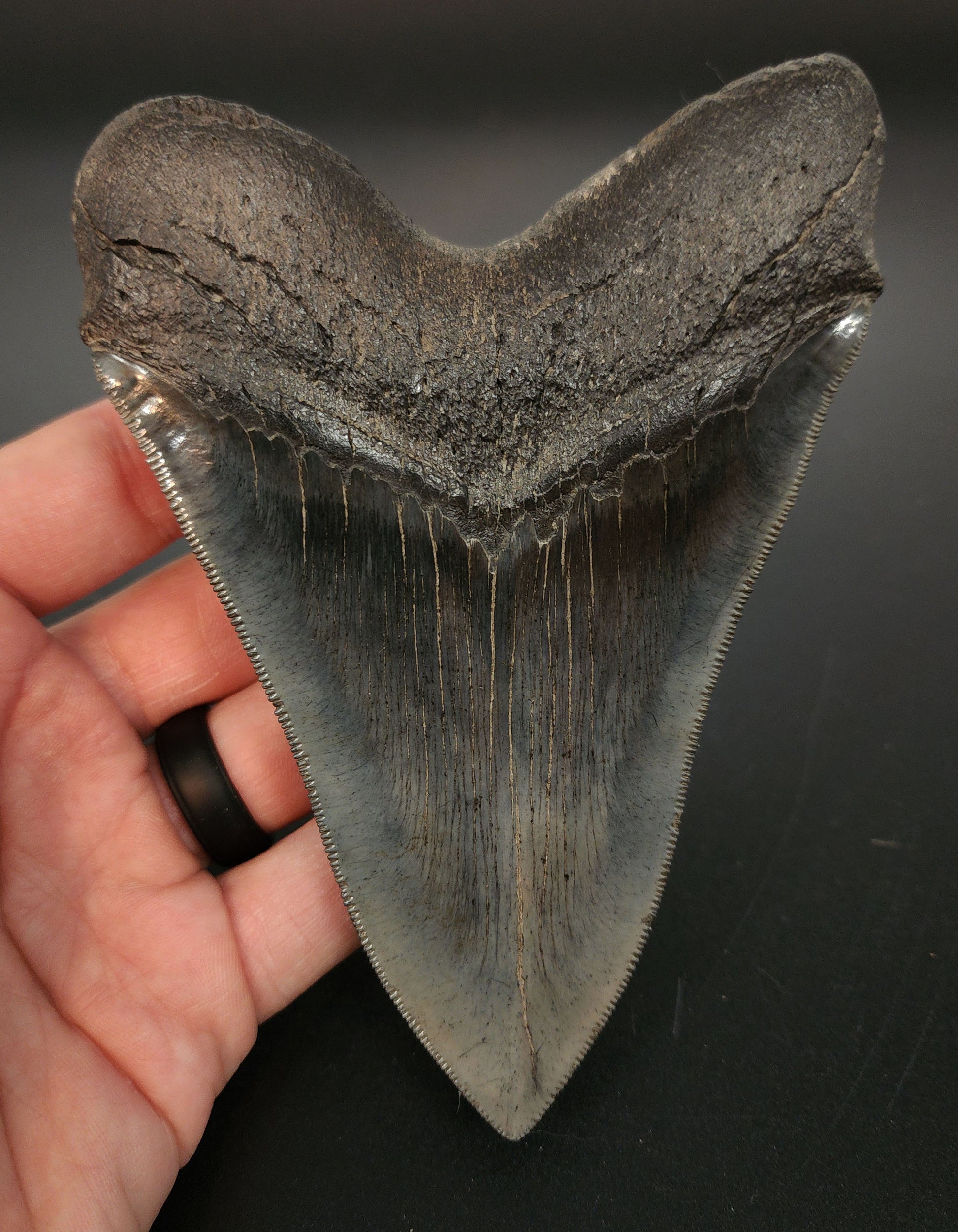 Authentic 5.30 inch Megalodon tooth – profile shot emphasizing blade thickness, natural coloration, and root scalloping