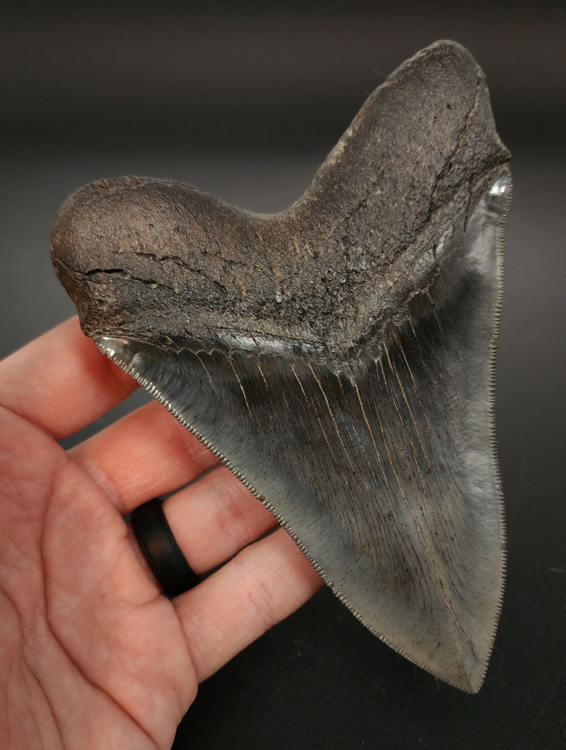 Megalodon fossil tooth from Georgia – angled macro showing serration pattern and enamel gloss variation
