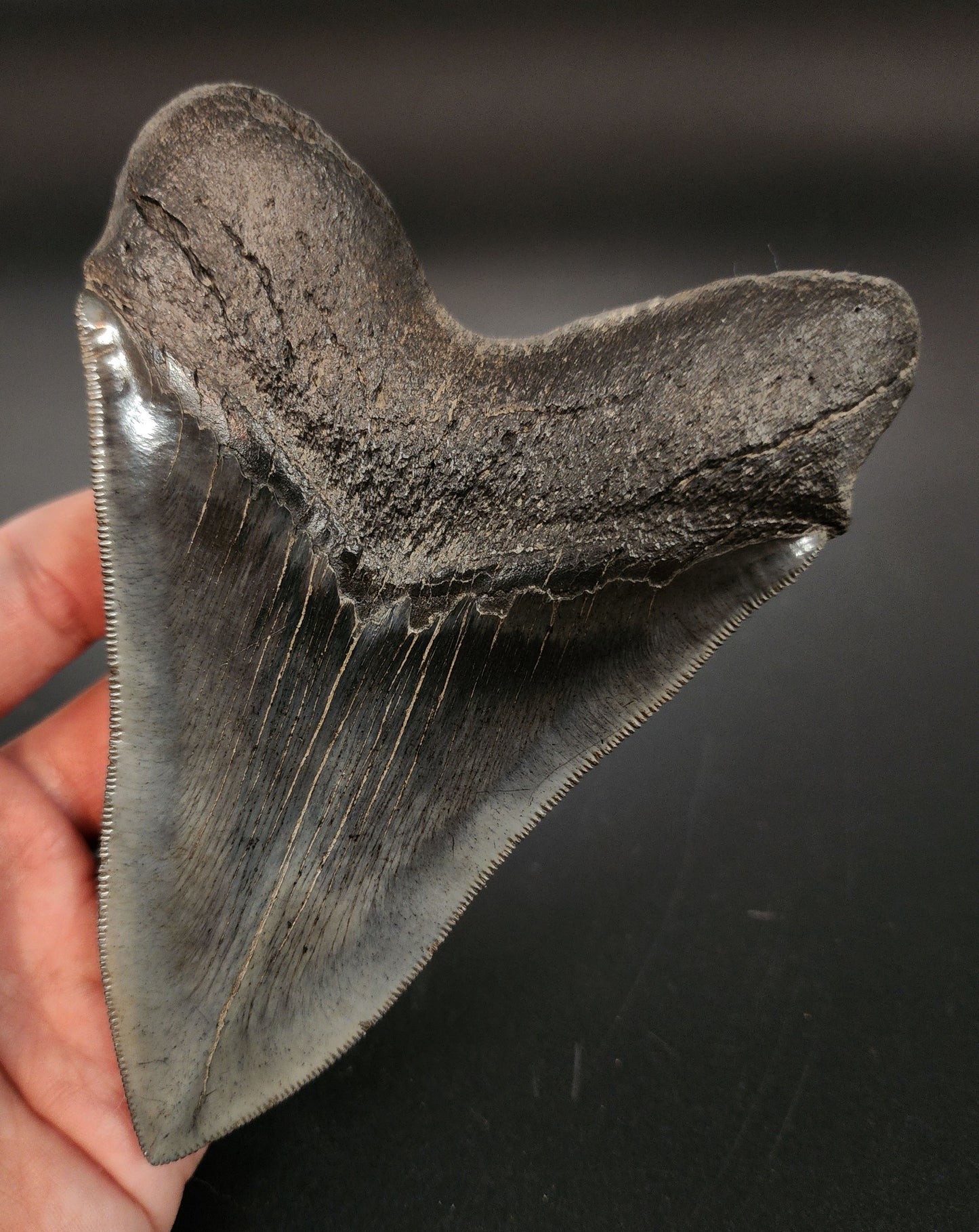 High‑resolution image of 5.30 inch Megalodon tooth serrations and enamel detail for collector appraisal