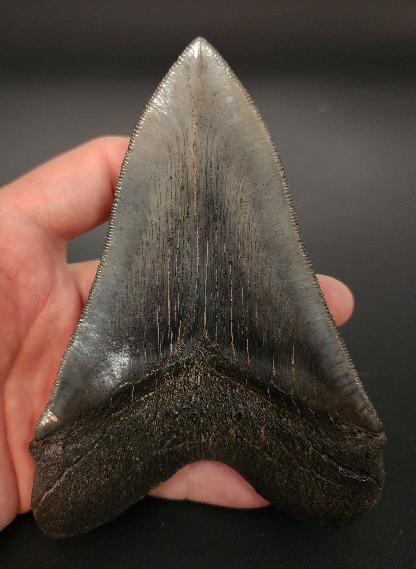 Collector‑grade 5.30 inch Megalodon tooth – rear view displaying bourrelet quality, root base, and blade curvature