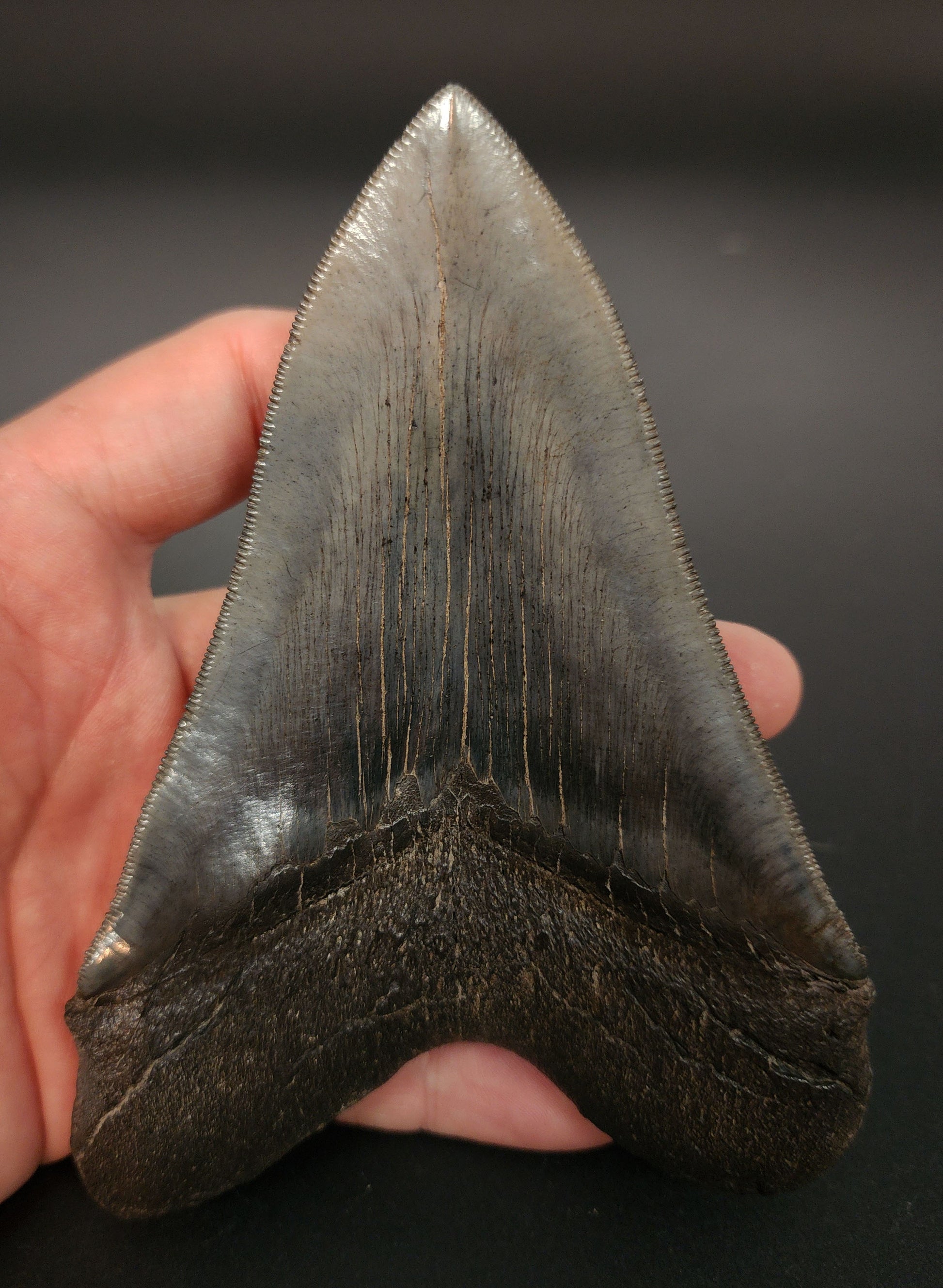 Collector‑grade 5.30 inch Megalodon tooth – rear view displaying bourrelet quality, root base, and blade curvature