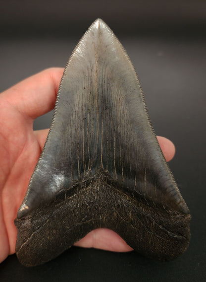 Collector‑grade 5.30 inch Megalodon tooth – rear view displaying bourrelet quality, root base, and blade curvature