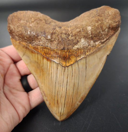 5.44 inch Megalodon tooth from Indonesia – front view showing broad triangular crown, sharp serrations, and glossy enamel surface