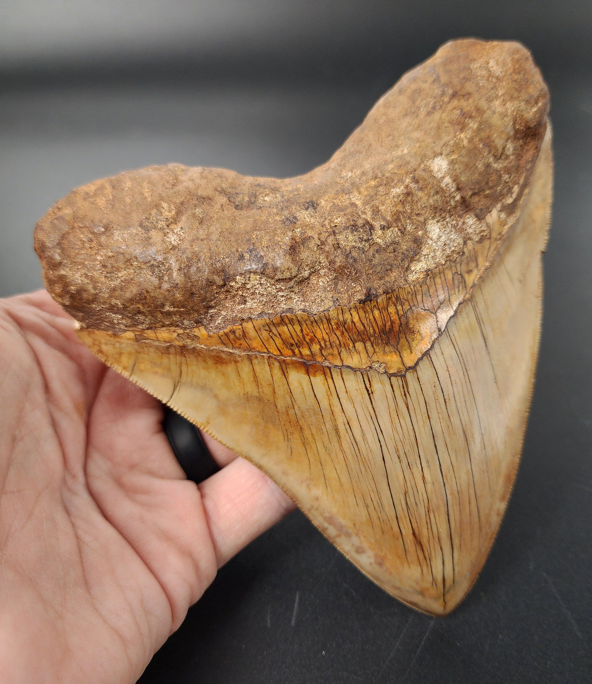 High‑quality 5.44 inch Megalodon tooth – side profile highlighting thick root, bourrelet band, and detailed enamel texture