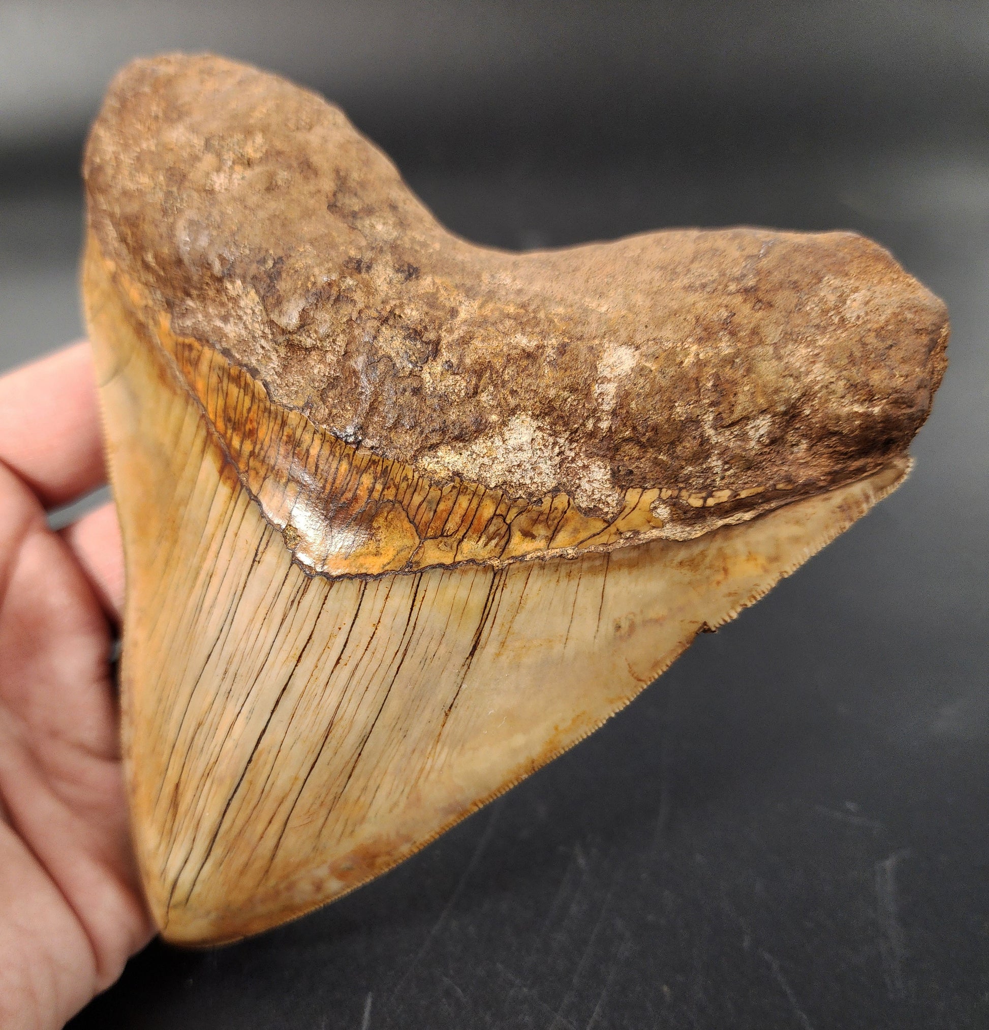 Close-up of 5.44 inch Indonesian Megalodon tooth serrations – crisp edges and enamel preservation