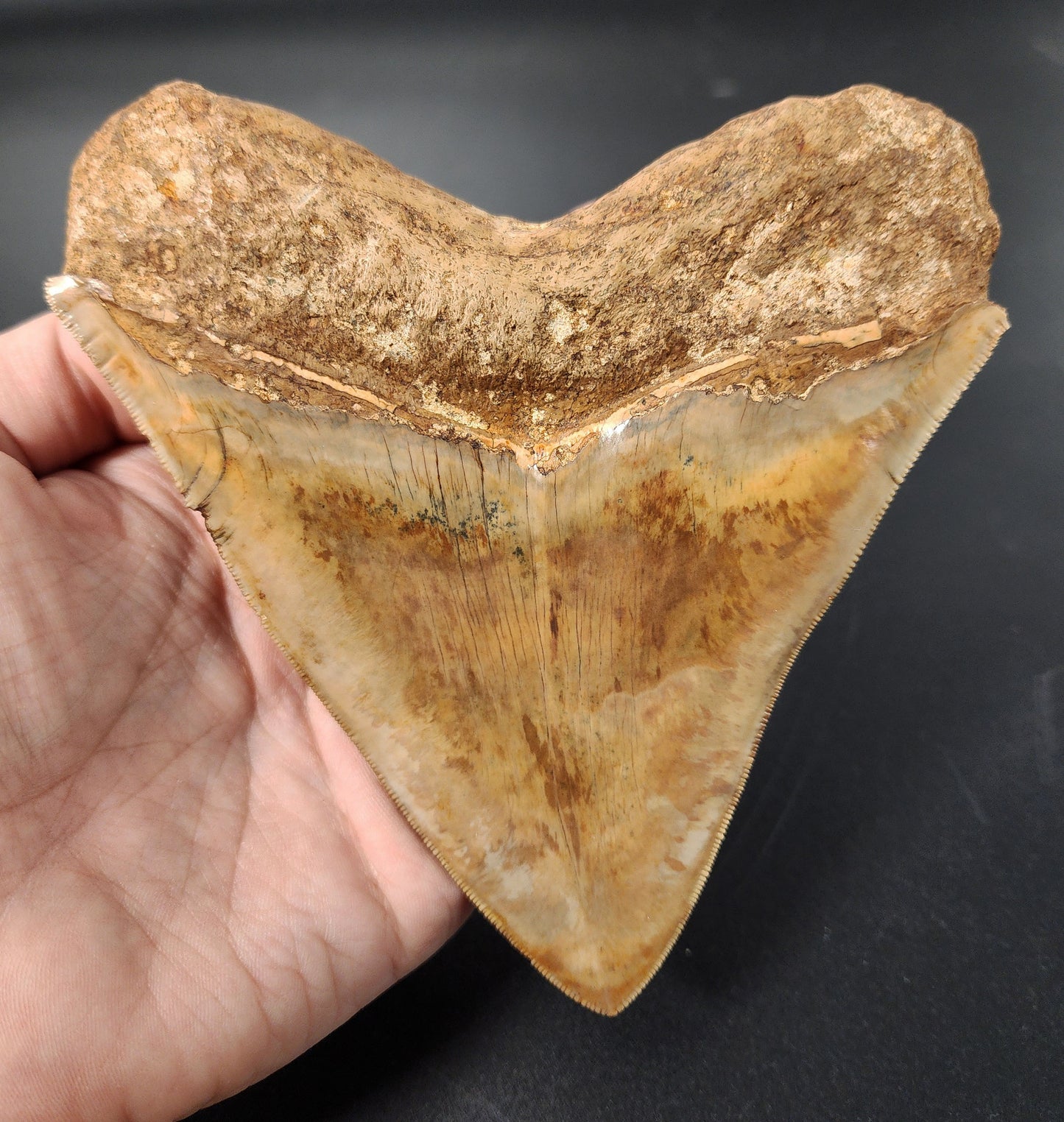 Authentic 5.44 inch Megalodon tooth – angled shot displaying blade width, curvature, and natural coloration gradient