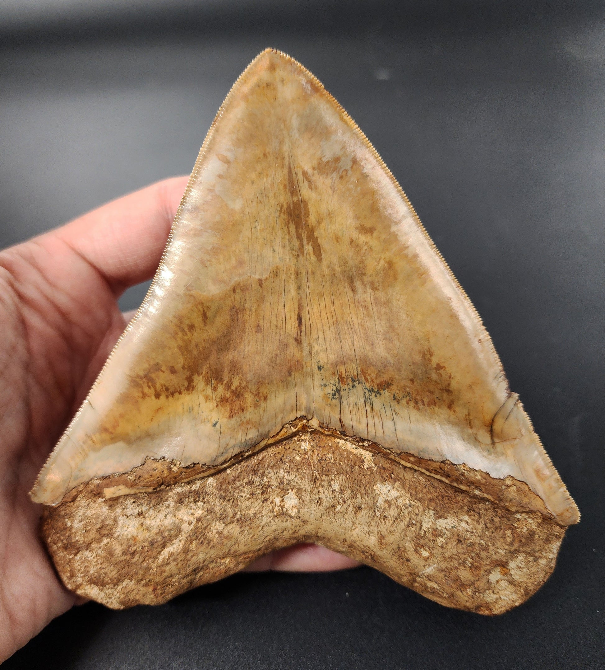 Collector‑grade Megalodon tooth from Indonesia – macro view showing root base, serration pattern, and surface sheen