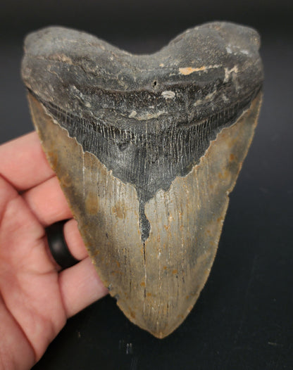 5.61 inch fossil Megalodon tooth “Meg‑Ledge” – front view with sharp serrations and smooth enamel sheen