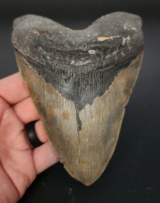 5.61 inch fossil Megalodon tooth “Meg‑Ledge” – front view with sharp serrations and smooth enamel sheen