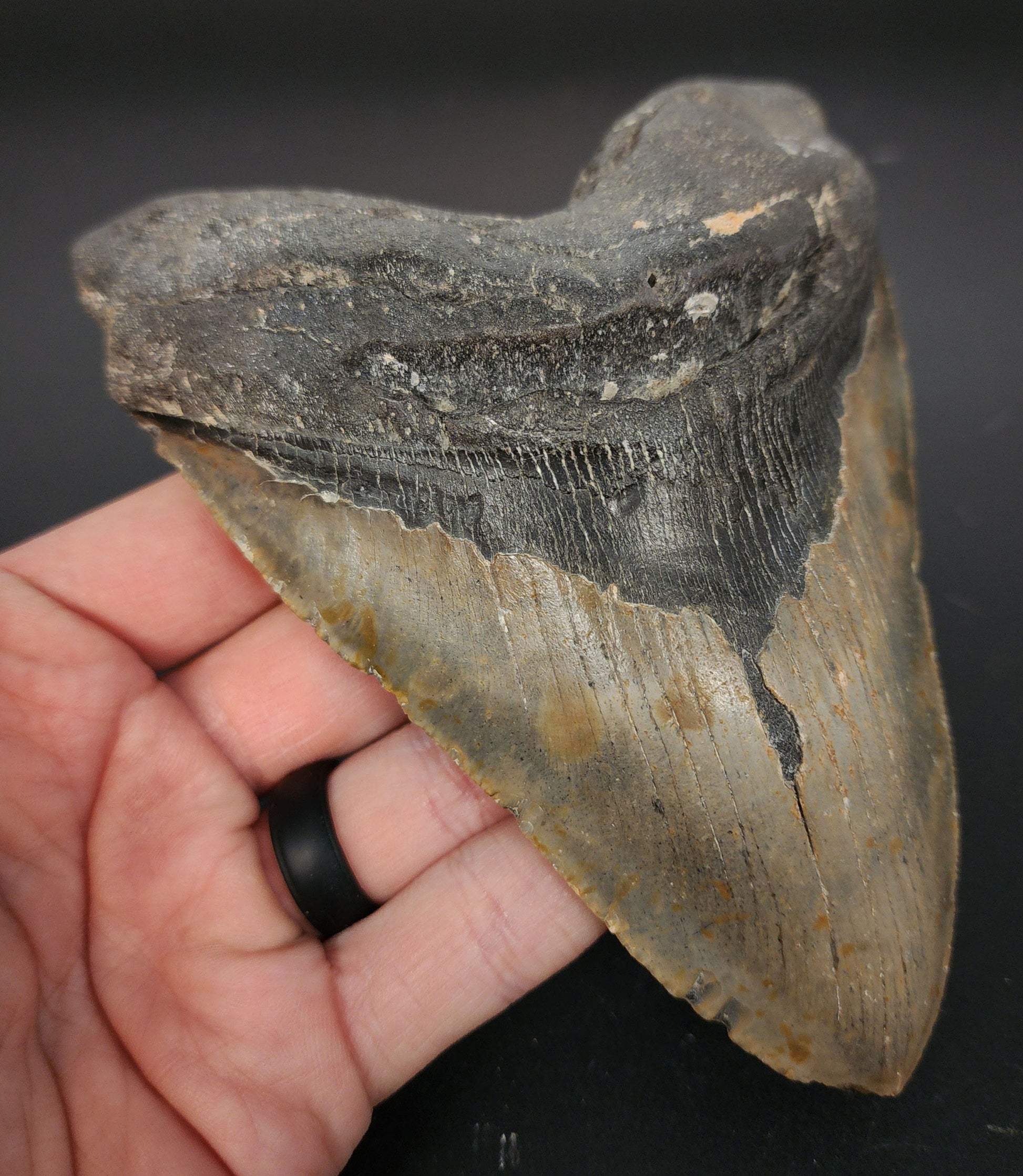 Authentic 5.61 inch Megalodon tooth “Meg‑Ledge” – angled shot showing bourrelet, root base, and enamel texture