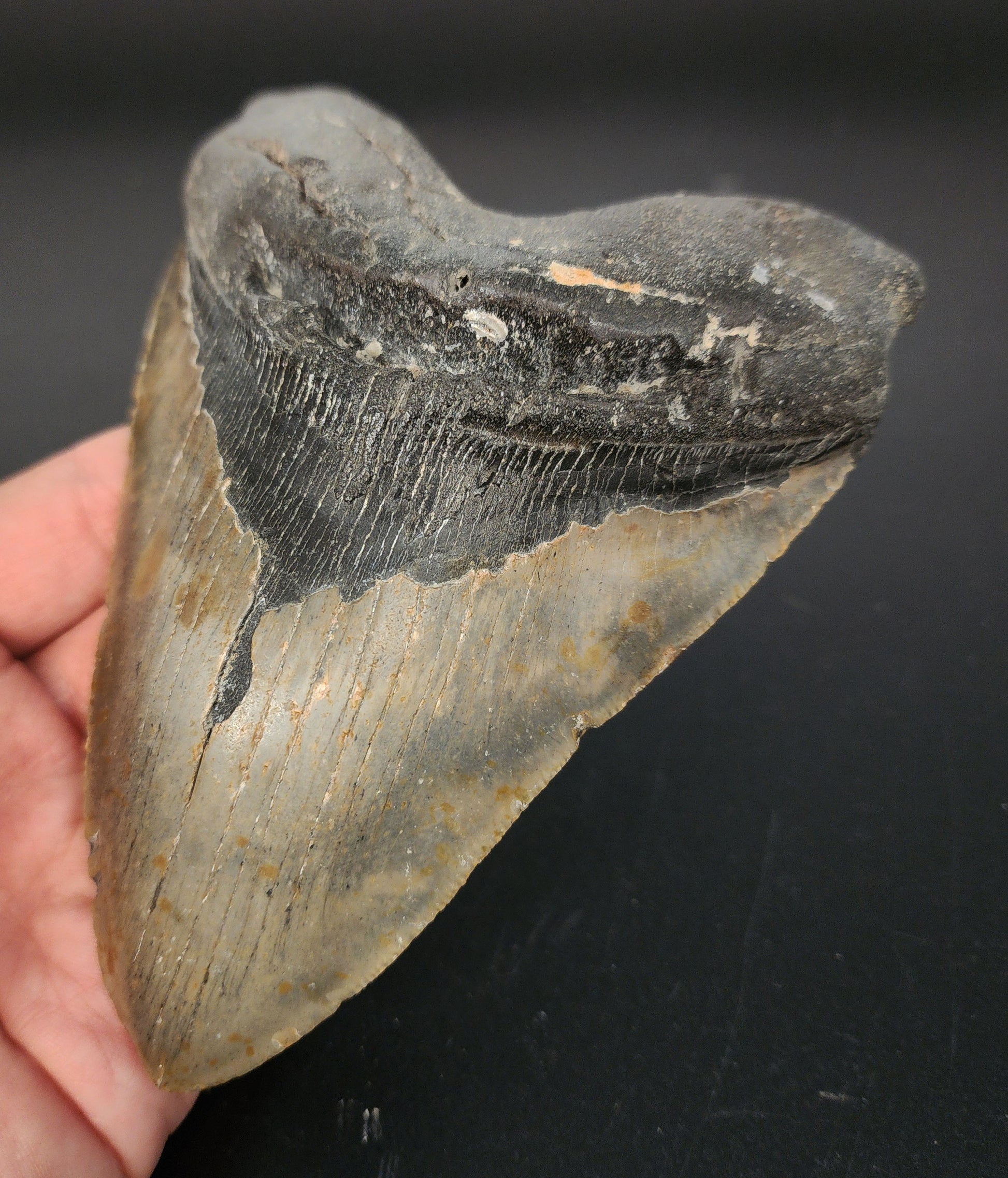 Close-up of 5.61 inch Megalodon tooth “Meg‑Ledge” serrated edge, highlighting tip wear and enamel gradient