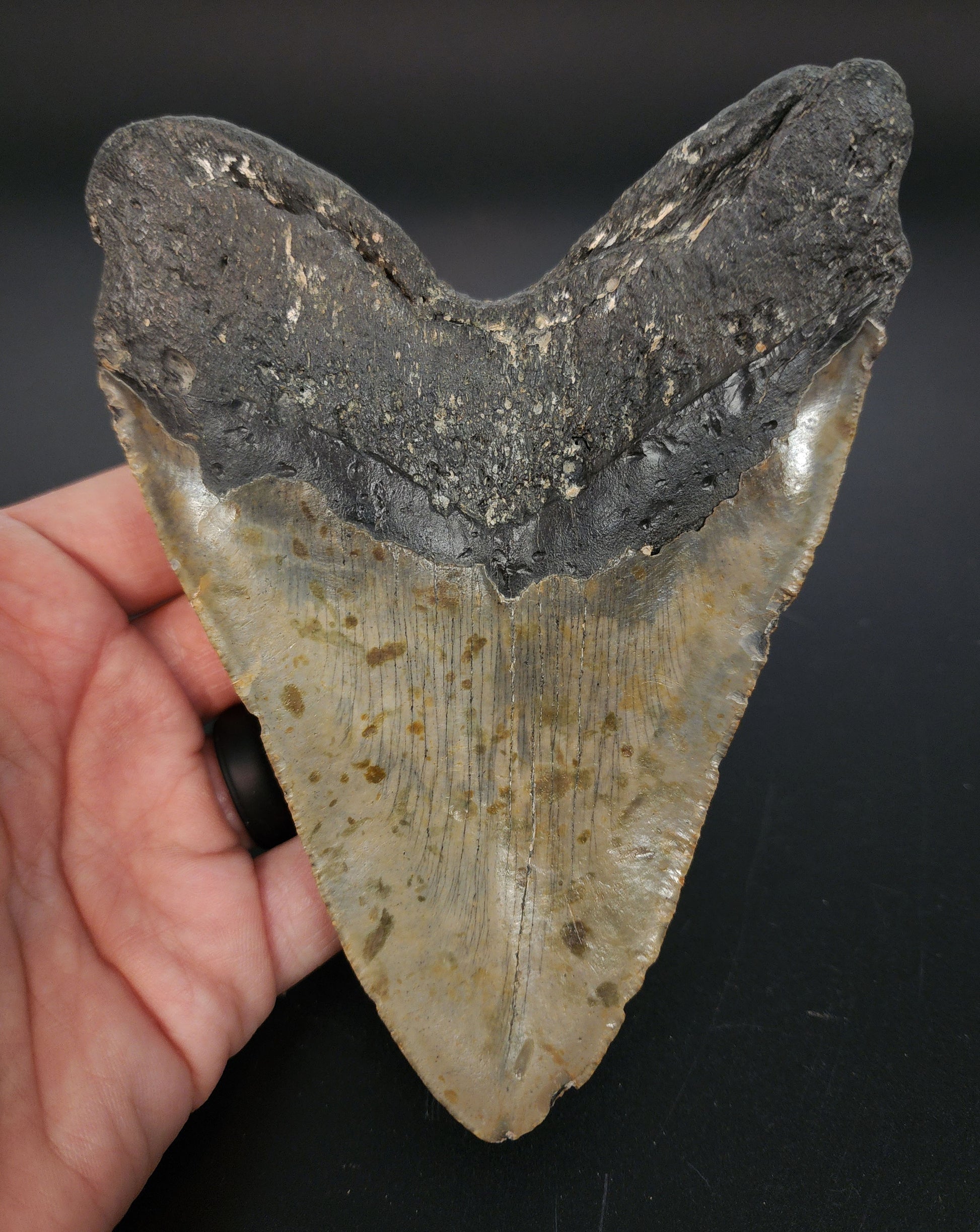 Collector‑quality 5.61 inch Megalodon tooth “Meg‑Ledge” – profile view emphasizing blade thickness, serration clarity, and natural coloration