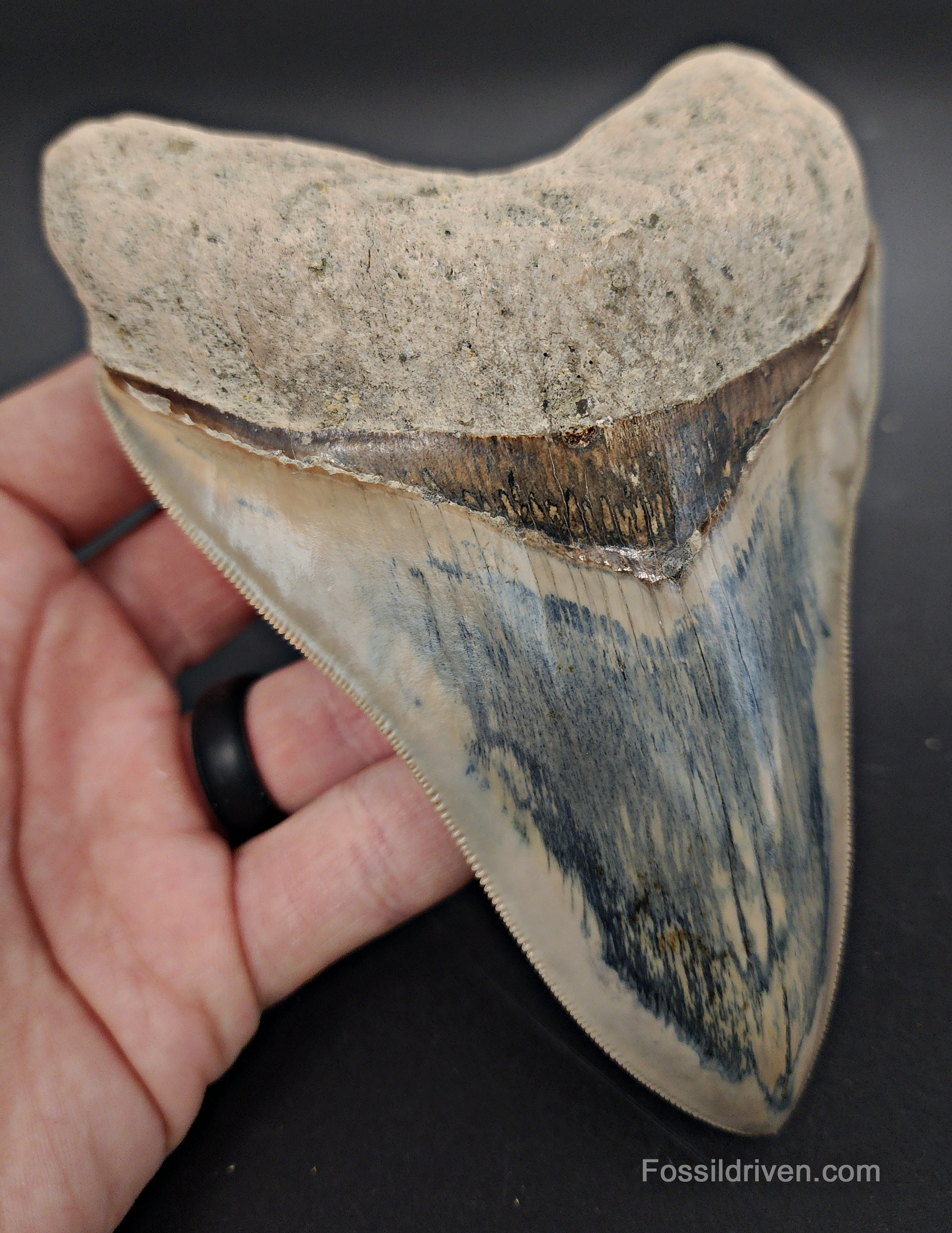 Angled view of 5.63″ megalodon fossil tooth from Indonesia showing enamel surface